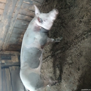 Vier rasă Petrean - imagine 3