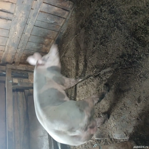 Vier rasă Petrean - imagine 5