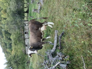 Vaca cu vitel de vanzare. - imagine 4 Vaca cu vitel de vanzare. - imagine 4