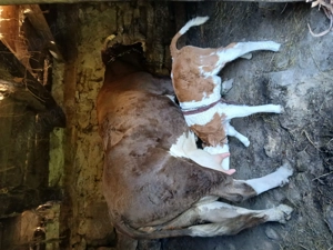 Vaca cu vitel de vanzare. - imagine 3 Vaca cu vitel de vanzare. - imagine 3