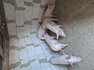 Grasuni de Vânzare!!