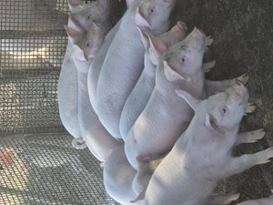 Grasuni de Vânzare!! - imagine 2