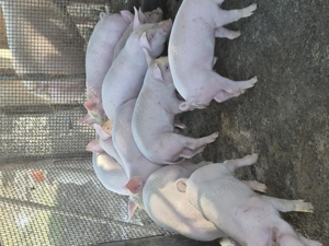 Grasuni de Vânzare!! - imagine 4