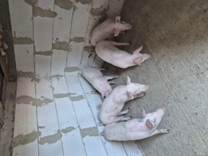 Grasuni de Vânzare!! - imagine 5