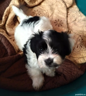 Bichon havanez 3baieti - imagine 2 Bichon havanez 3baieti - imagine 2