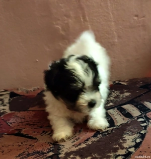 Bichon havanez 3baieti - imagine 3 Bichon havanez 3baieti - imagine 3
