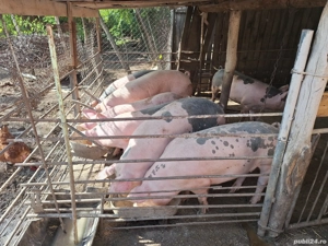 Porci de Rasa - imagine 2 Porci de Rasa - imagine 2