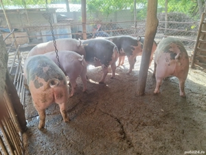 Porci de Rasa - imagine 4 Porci de Rasa - imagine 4