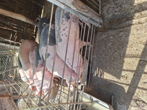 Porci de Rasa - imagine 3 Porci de Rasa - imagine 3