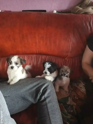 Căței bichon havanezi 