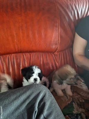 Căței bichon havanezi  - imagine 2