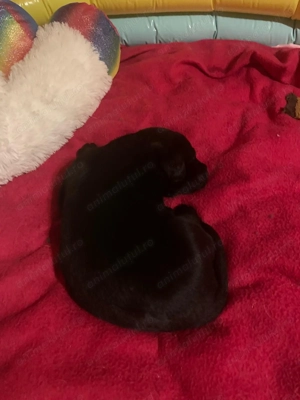 Donatie pui labrador - imagine 4