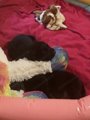 Donatie pui labrador - imagine 2