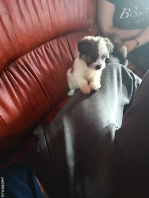 Căței bichon havanezi  - imagine 3