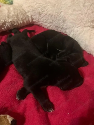 Donatie pui labrador - imagine 5