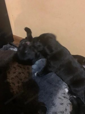 Donatie pui labrador - imagine 3