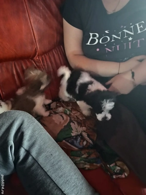 Căței bichon havanezi  - imagine 4