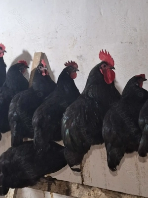 Un cocos si trei gaini amearaucana .