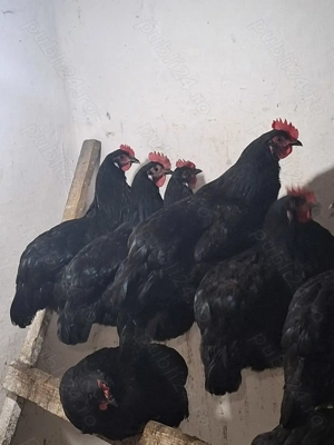 Un cocos si trei gaini amearaucana . - imagine 2 Un cocos si trei gaini amearaucana . - imagine 2