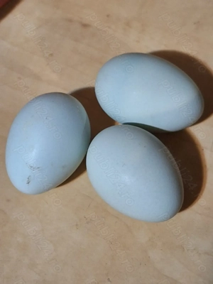 Un cocos si trei gaini amearaucana . - imagine 3 Un cocos si trei gaini amearaucana . - imagine 3