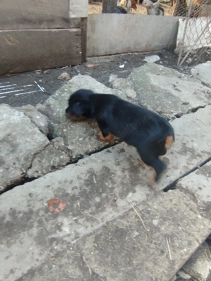 catei de vanzare Jagd Terrier - imagine 3