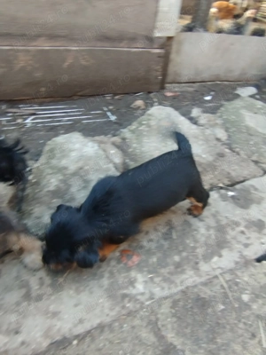 catei de vanzare Jagd Terrier - imagine 4