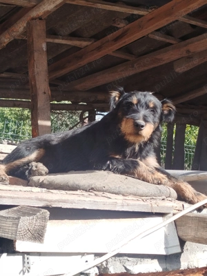 catei de vanzare Jagd Terrier