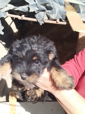 catei de vanzare Jagd Terrier - imagine 2