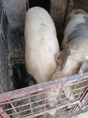 Vand porci pt Craciun