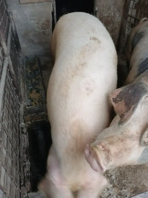 Vand porci pt Craciun - imagine 2