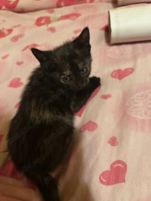 Donez un pui de pisica  - imagine 2