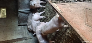 se vinde de crăciun  - imagine 3