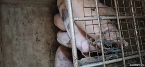 se vinde de crăciun  - imagine 2