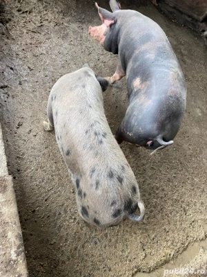 Porci pentru sacrificare, crescuți natural! - imagine 2 Porci pentru sacrificare, crescuți natural! - imagine 2