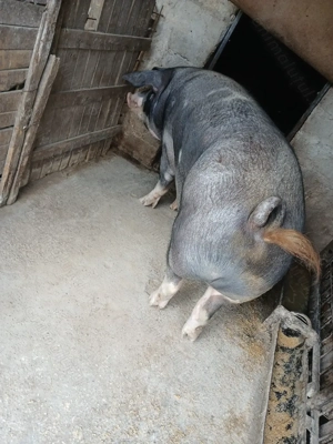 Vand porci pt Craciun - imagine 3