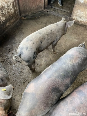 Porci pentru sacrificare, crescuți natural!