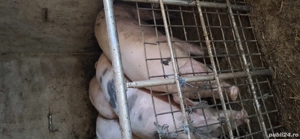 se vinde de crăciun