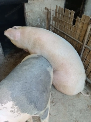 Vand porci pt Craciun - imagine 4