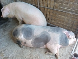 Vand porci pt Craciun - imagine 5