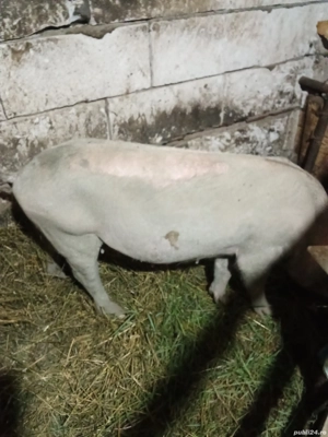 vând purcica gestantă  - imagine 2 vând purcica gestantă  - imagine 2