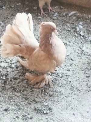 Porumbei Voltați indieni