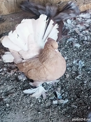 Porumbei Voltați indieni - imagine 8