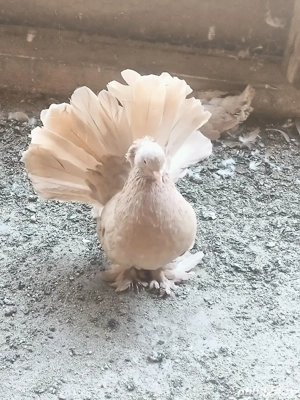 Porumbei Voltați indieni - imagine 7