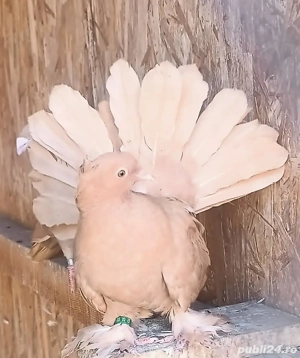 Porumbei Voltați indieni - imagine 2