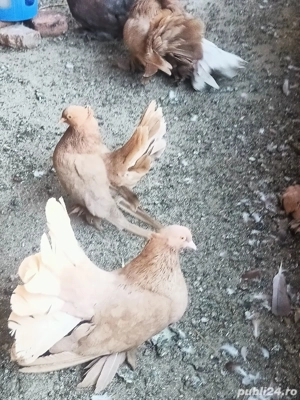 Porumbei Voltați indieni - imagine 9