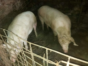 Porci între 180-200 kg de vânzare 