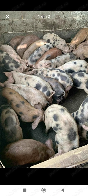 Purcei, porci, purcele - imagine 2
