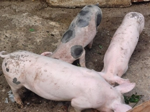 Purcei    jud buzau  buzau de crescut