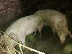 Porci între 180-200 kg de vânzare  - imagine 4