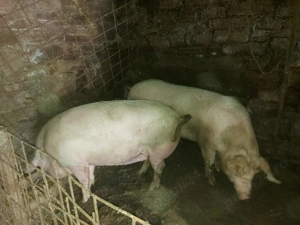 Porci între 180-200 kg de vânzare  - imagine 3